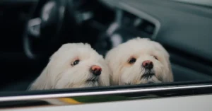 Two white fluffy dogs looking out of a car window