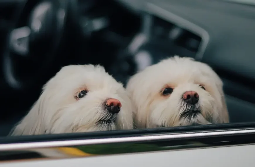Two white fluffy dogs looking out of a car window