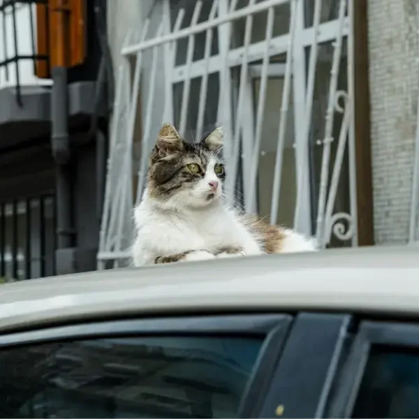 A white grey Cat lying on a car roof