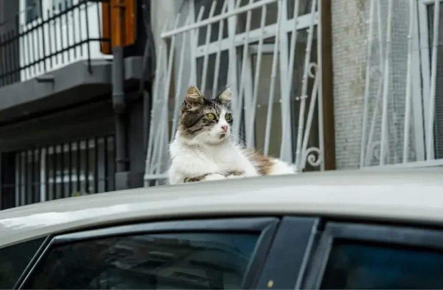A white grey Cat lying on a car roof