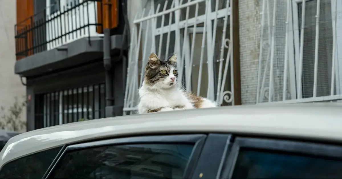A white grey Cat lying on a car roof