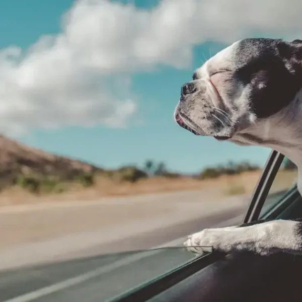 A small dog looking out of the car Window whie driving