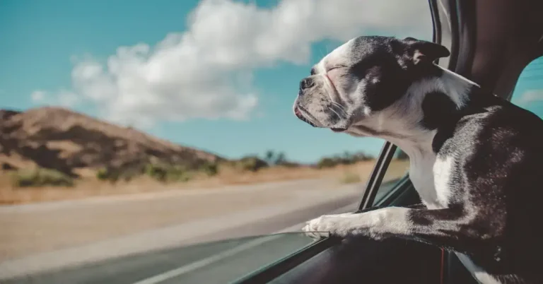 A small dog looking out of the car Window whie driving