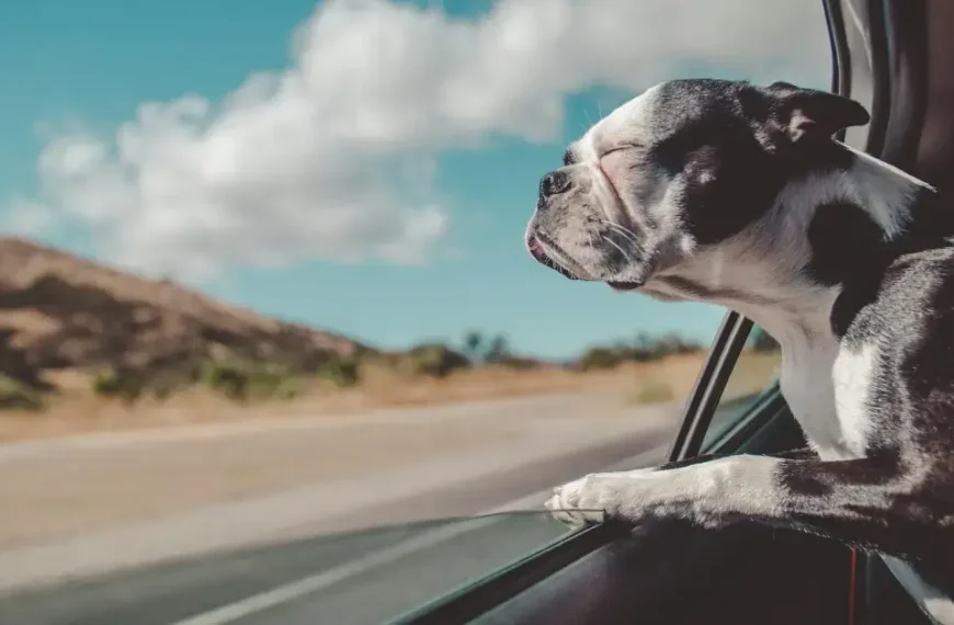 A small dog looking out of the car Window whie driving