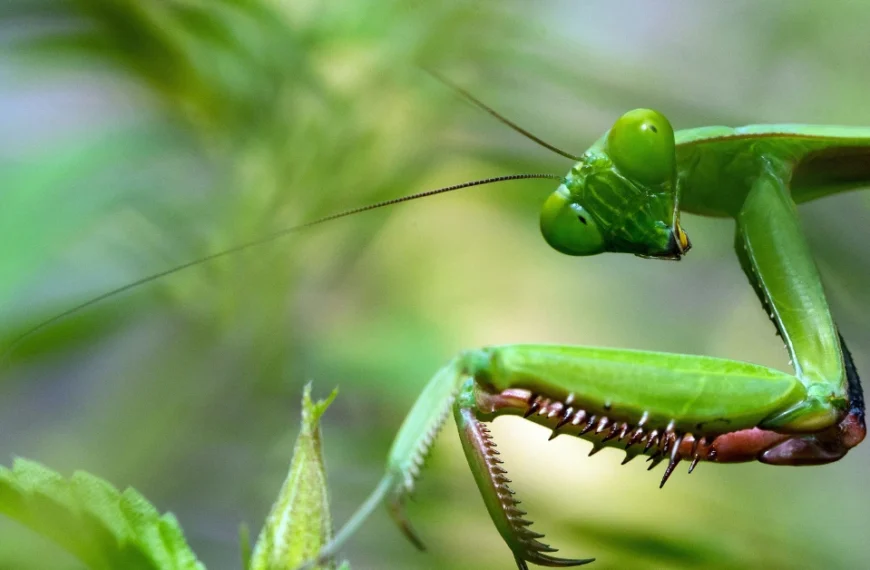 A praying mantis photographed from short distance