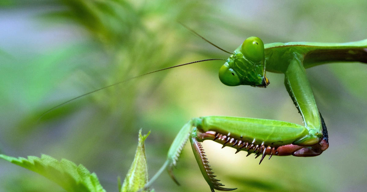 A praying mantis photographed from short distance