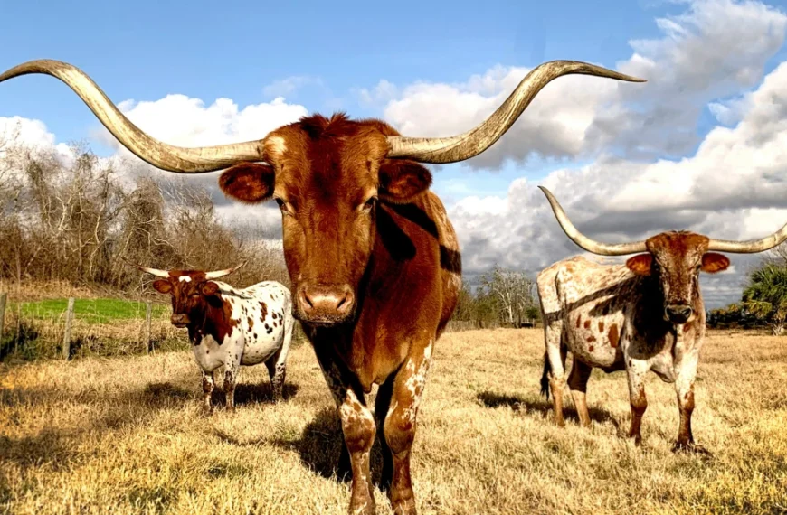 Big horned Texan Bulls on yellow grass