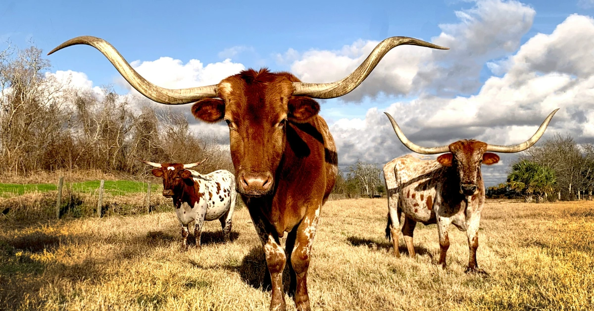 Big horned Texan Bulls on yellow grass