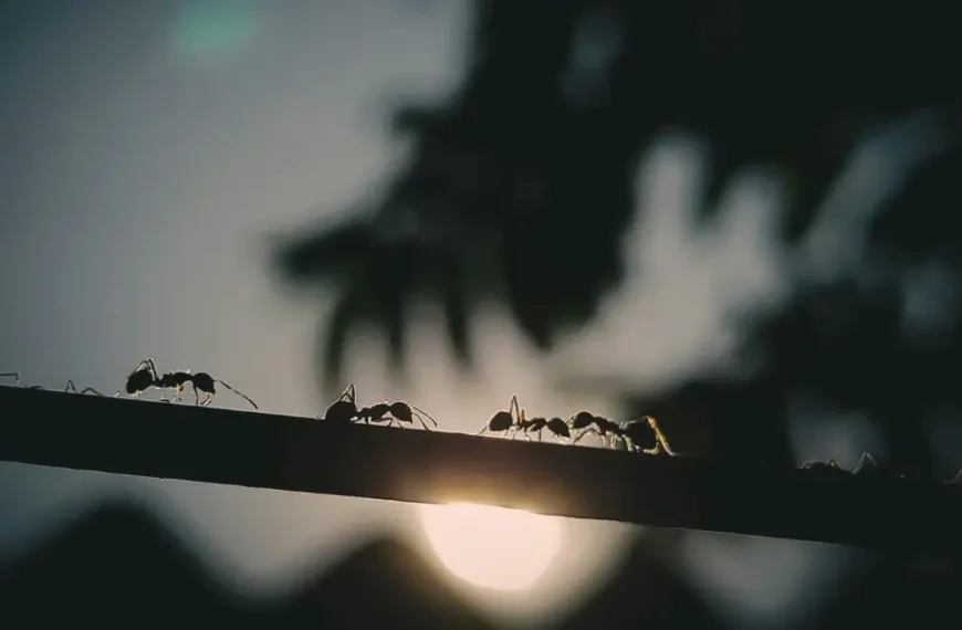 Ants on a stick in front of the Moon