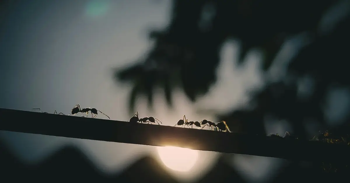 Ants on a stick in front of the Moon